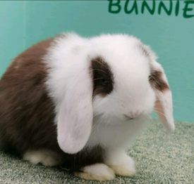 teddy rabbit for sale
